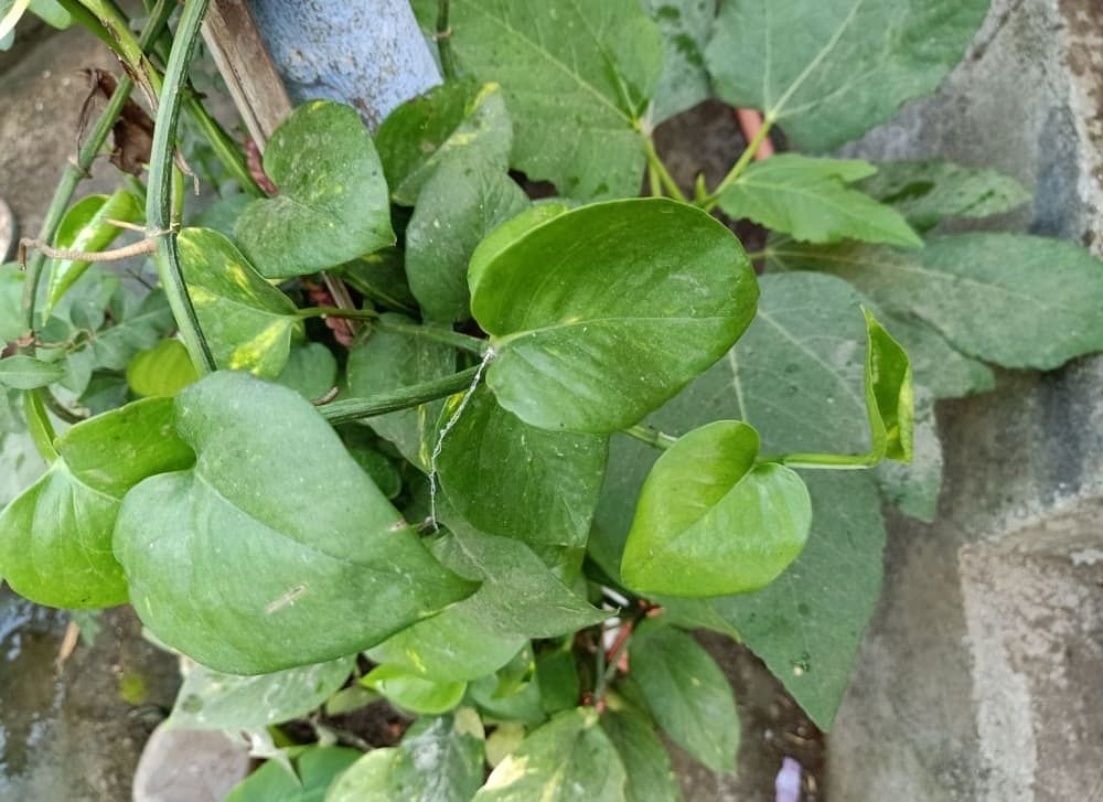 Money plant store leaf